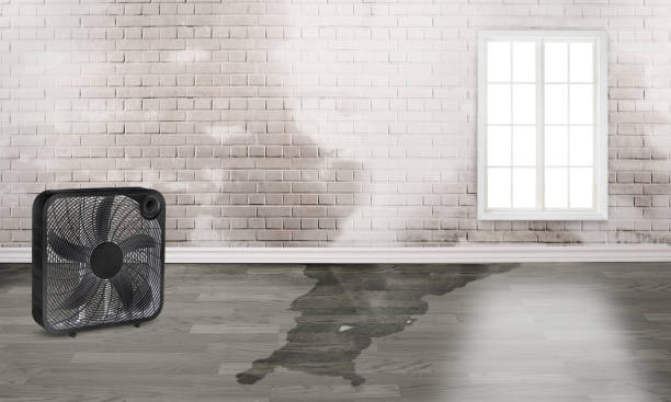 Best 24/7 water damage repair  in Williamsport, OH